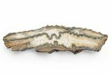 Mammoth Molar Slice with Case - South Carolina #217920-1